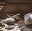 Plush Den